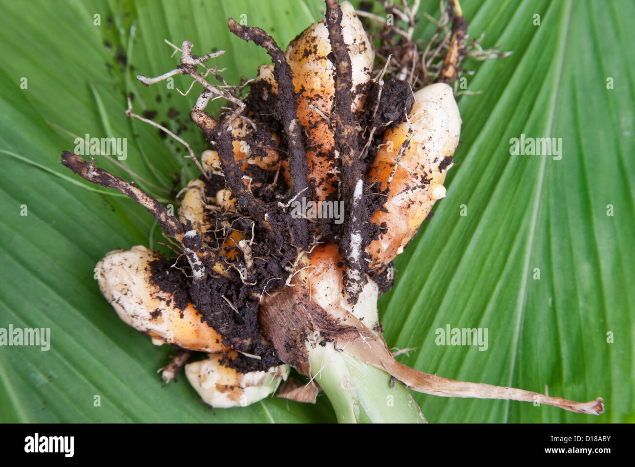 Harvested Curcuma longa rhizome. Stock Photo