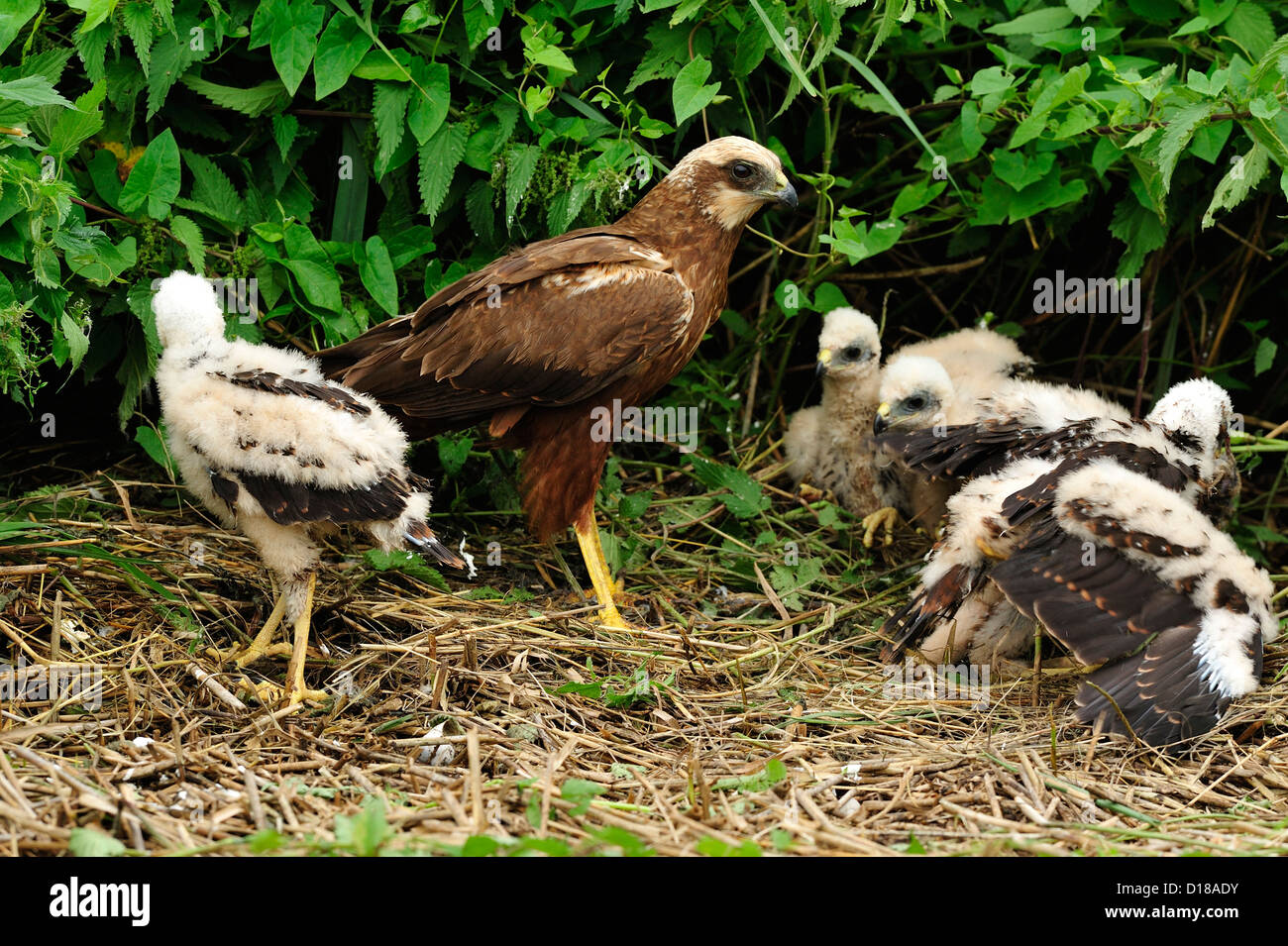 Rohrweihe, Weibchen und Kueken (Circus aeruginosus) Western Marsh Harrier, female and chicks • Bayern, Deutschland Stock Photo