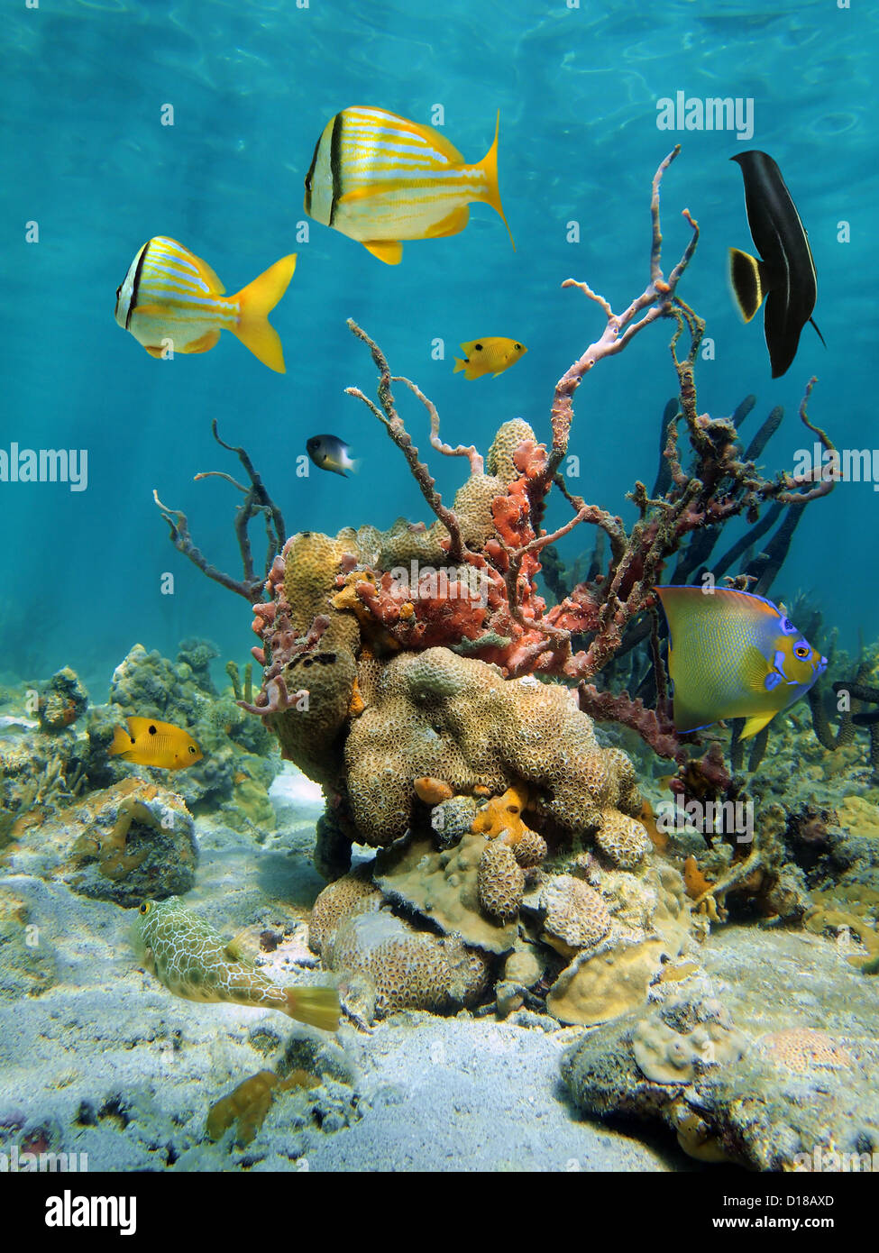 Colorful tropical fish with lumpy overgrowing sponge and white encrusting zoanthid in a coral reef of the Caribbean sea, Mexico Stock Photo