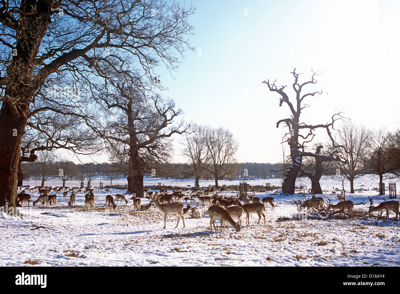 Wild Deer In The Snow Richmond Park London UK Stock Photo