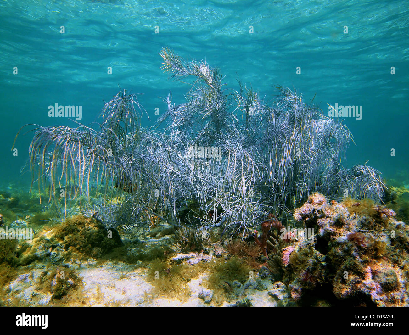 Sea plume Gorgonian in a shallow coral reef with water surface in background, Bahamas Stock Photo