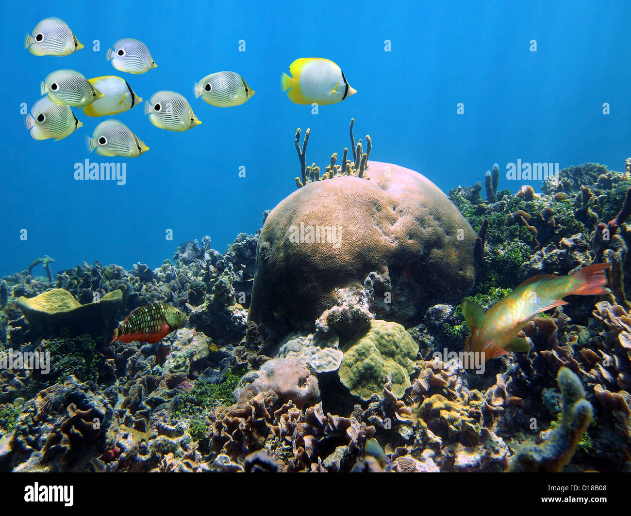 Shoal of butterflyfish above a coral reef, Caribbean sea Stock Photo