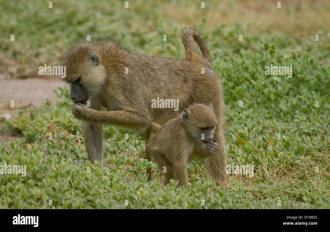 Yellow baboon with baby on ground Stock Photo