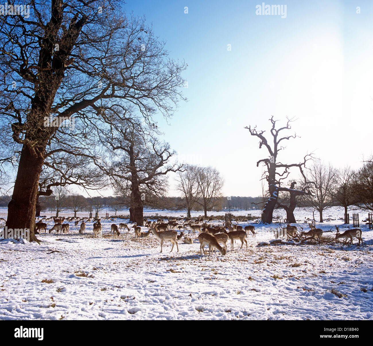 Wild Deer In The Snow Richmond Park London UK Stock Photo