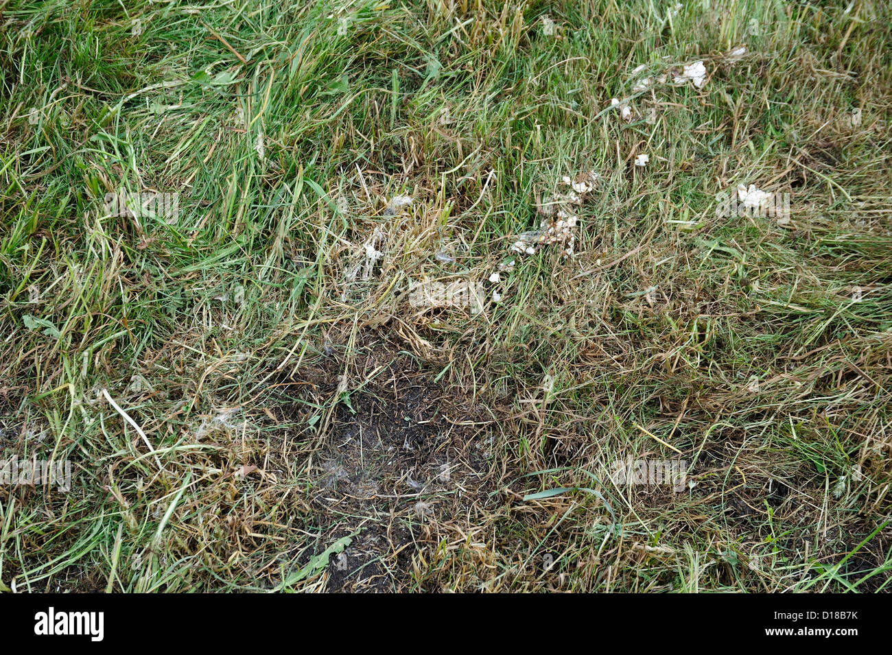 Zerstoertes Nest einer Supfohreule (Asio flammeus) • Bayern, Deutschland Stock Photo