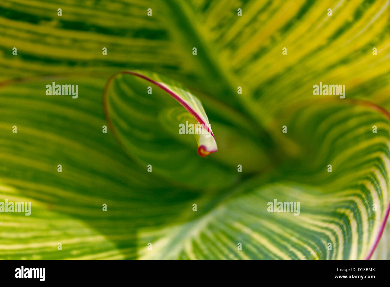 Leaf of Canna indica Stock Photo