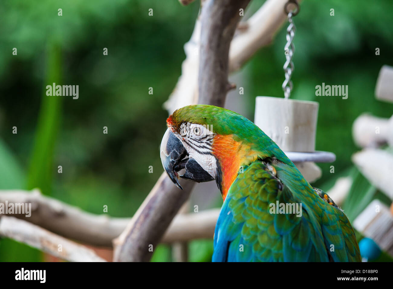 Blue and yellow Macaw Parrot Ara ararauna Stock Photo