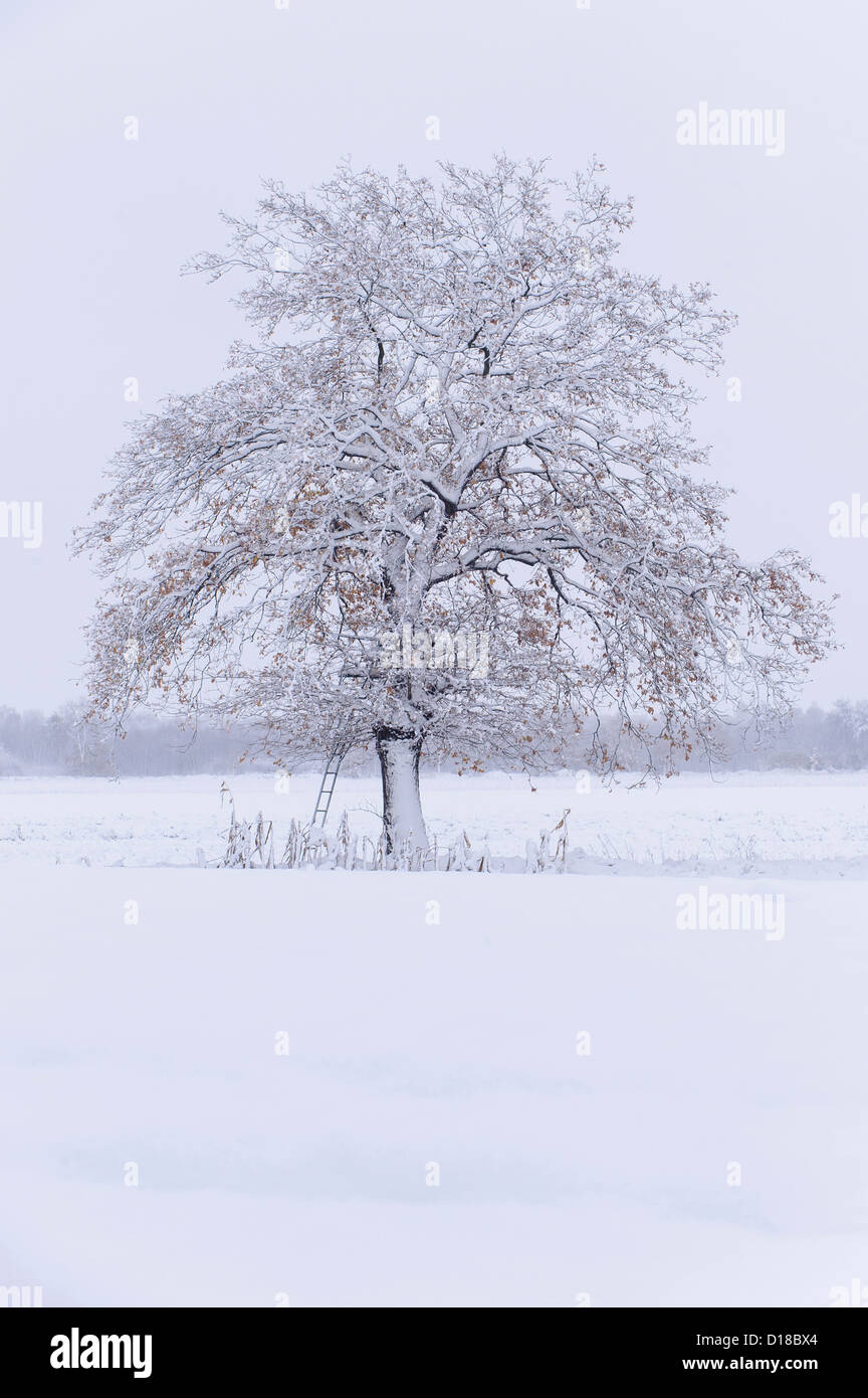 winter landscape, niedersachsen, germany Stock Photo - Alamy