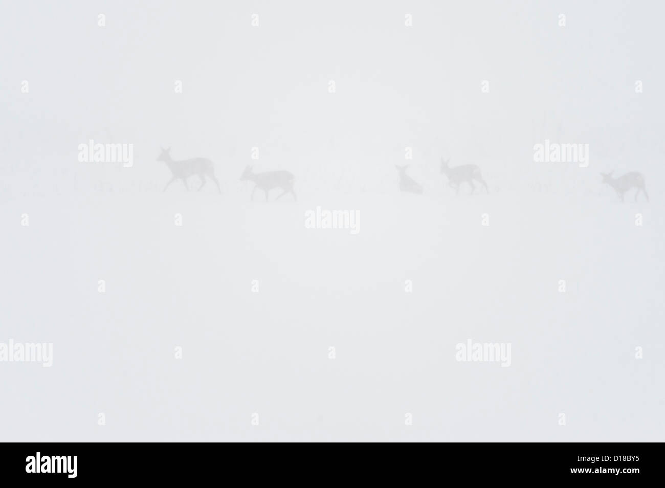 row deers (capreolus capreolus) on snow covered field, niedersachsen, germany Stock Photo