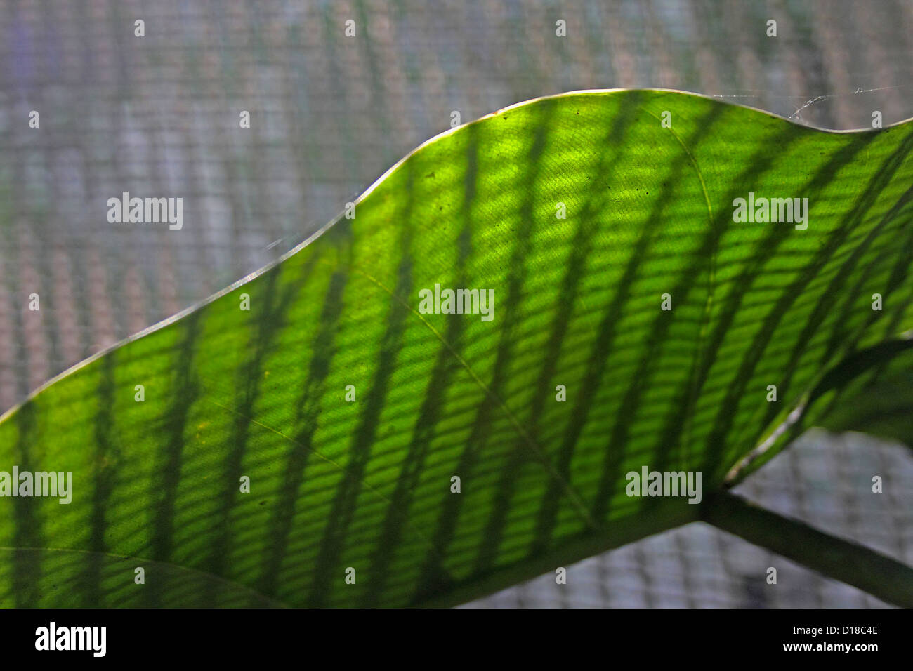 Light pattern on Leaf of Canna indica Stock Photo