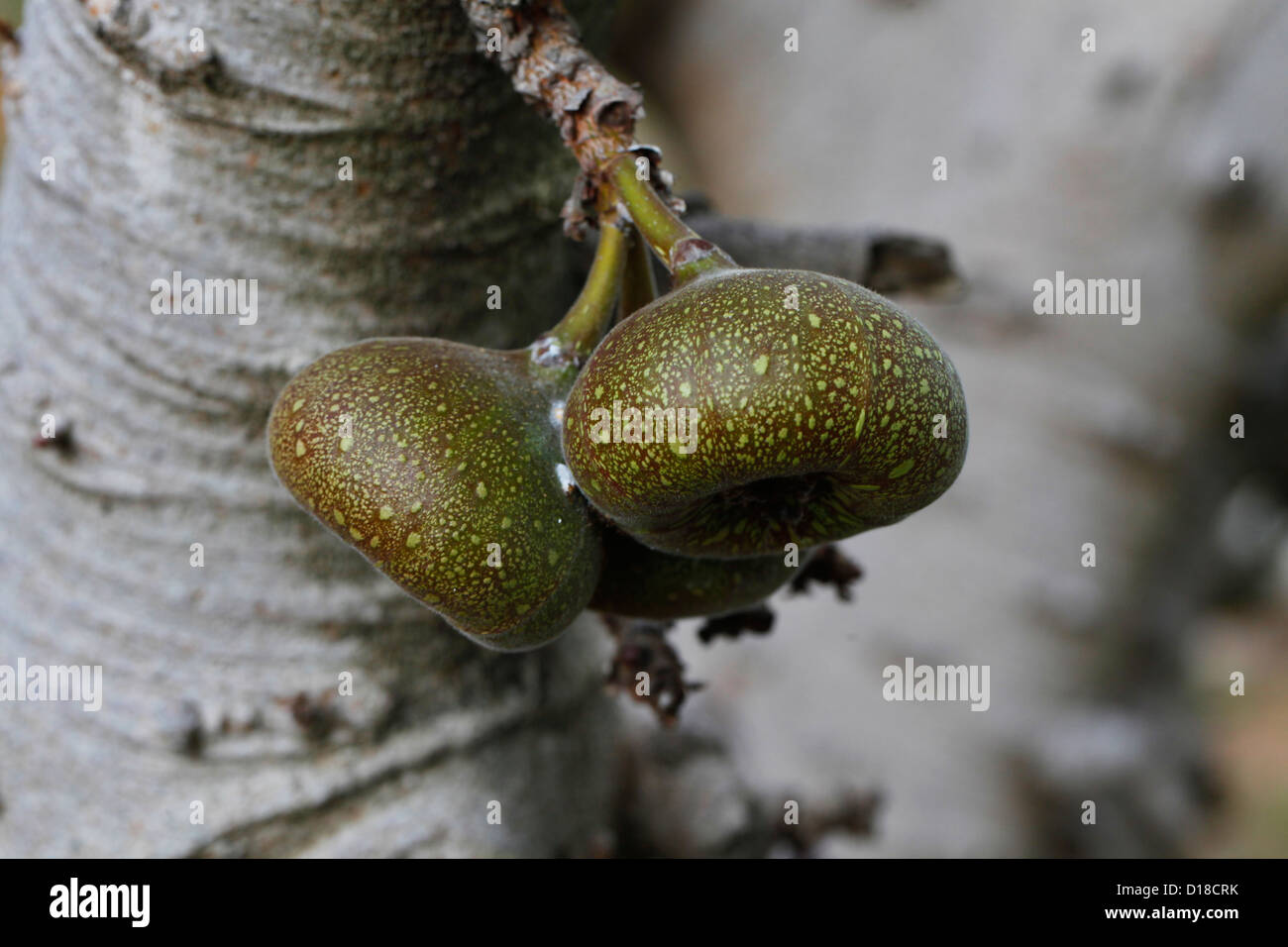Fruits of Roxburgh Fig or Ficus auriculata, China Stock Photo