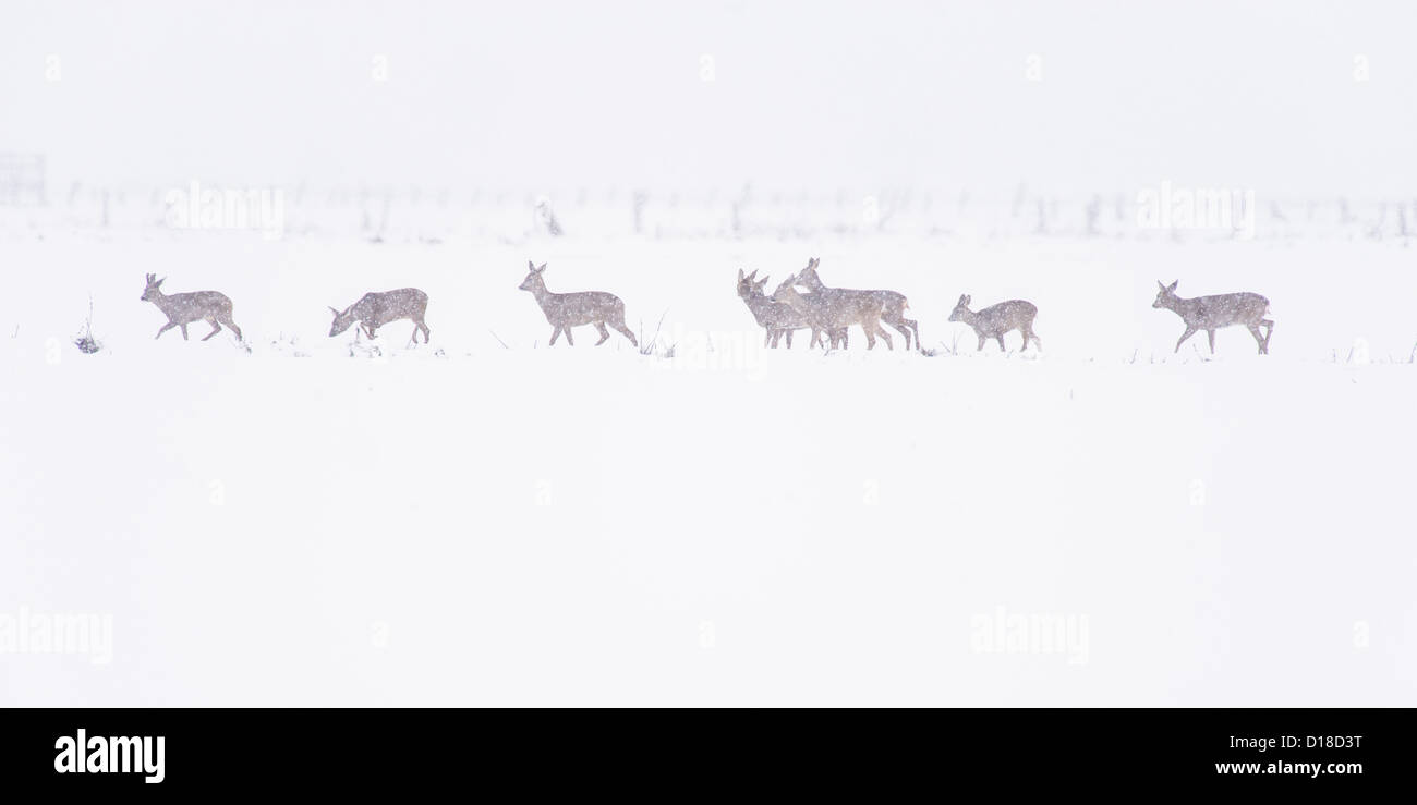 row deers (capreolus capreolus) on snow covered field, niedersachsen, germany Stock Photo