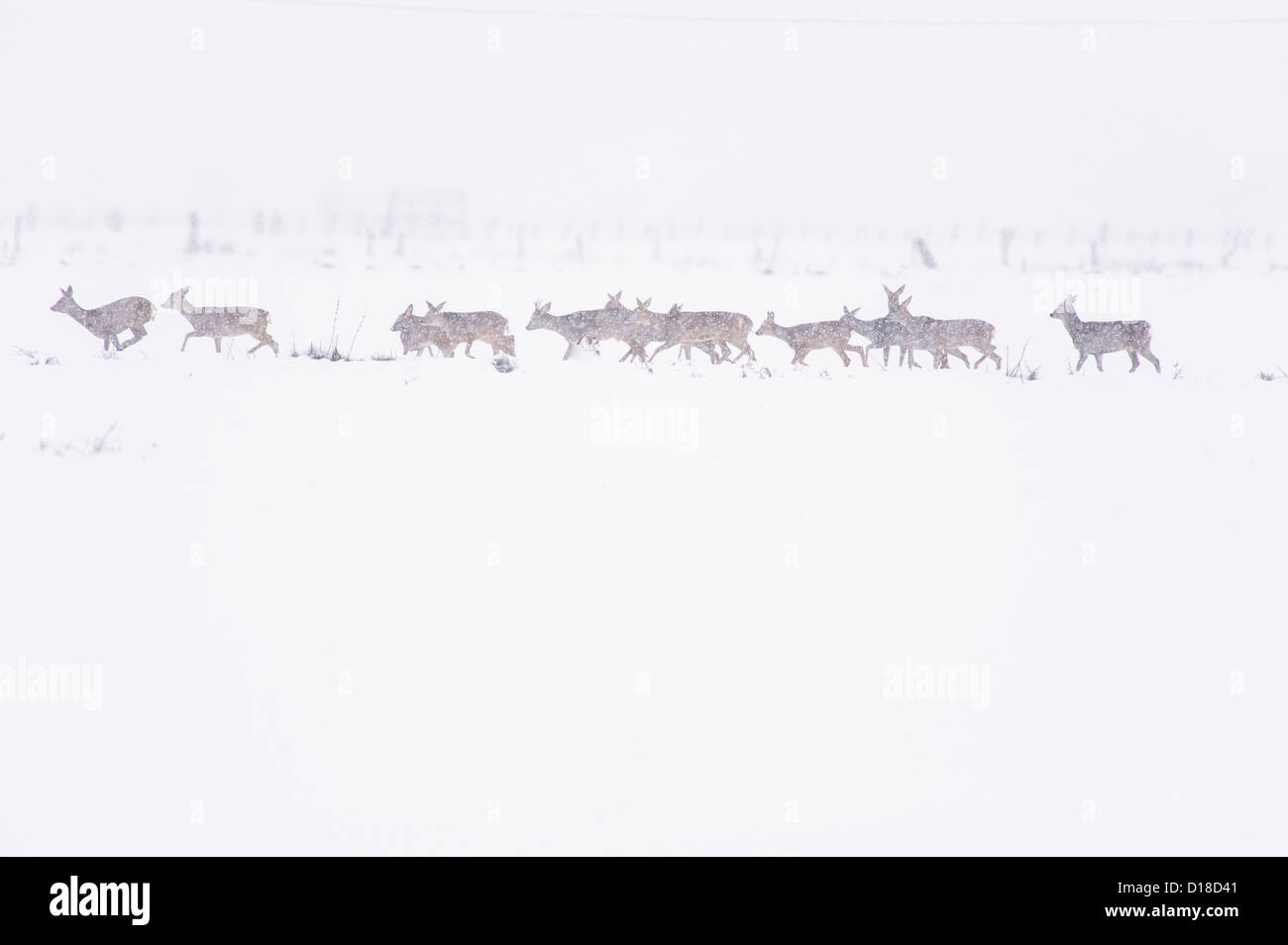 row deers (capreolus capreolus) on snow covered field, niedersachsen, germany Stock Photo