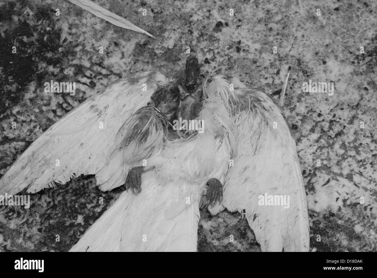 dead bird pigeon Stock Photo Alamy