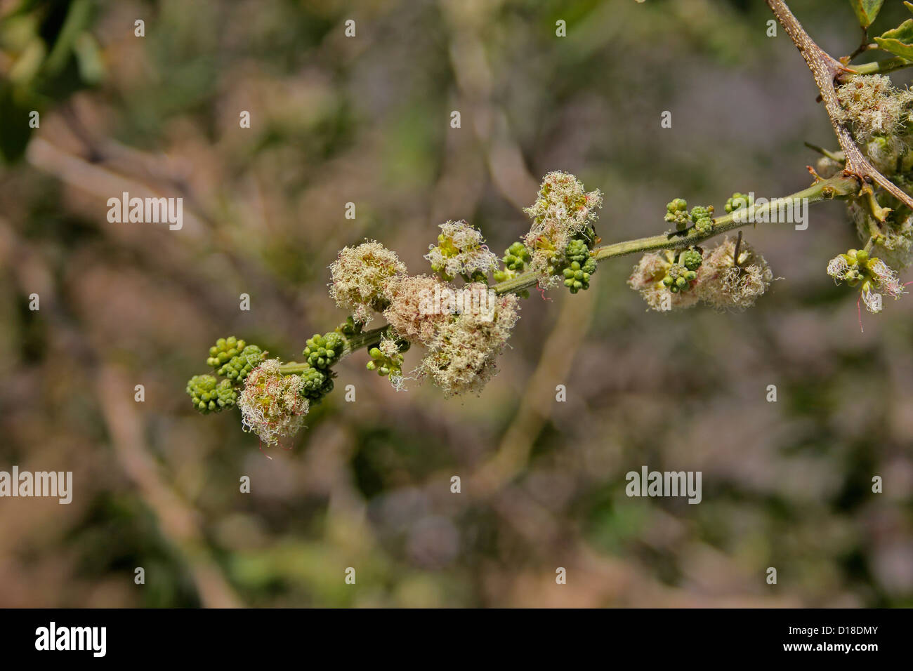 Acacia leucophloea Stock Photo