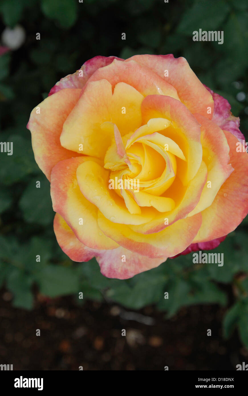 Souviens Toy- Rose flower in Ooty garden ,Tamil Nadu,India Stock Photo