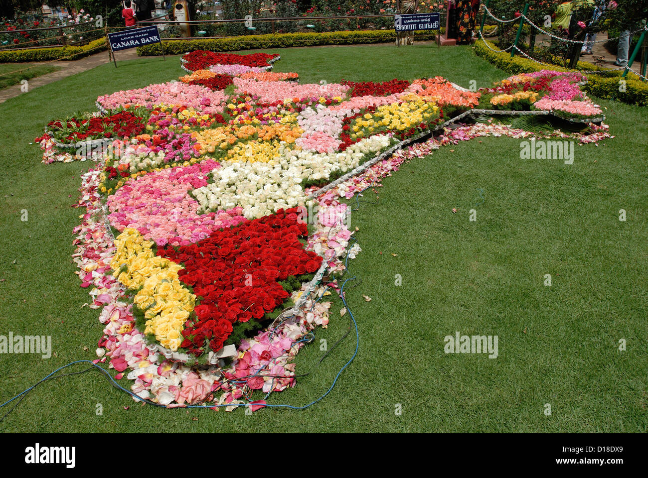rose flowers in ooty garden ,tamil nadu,india stock photo: 52432305