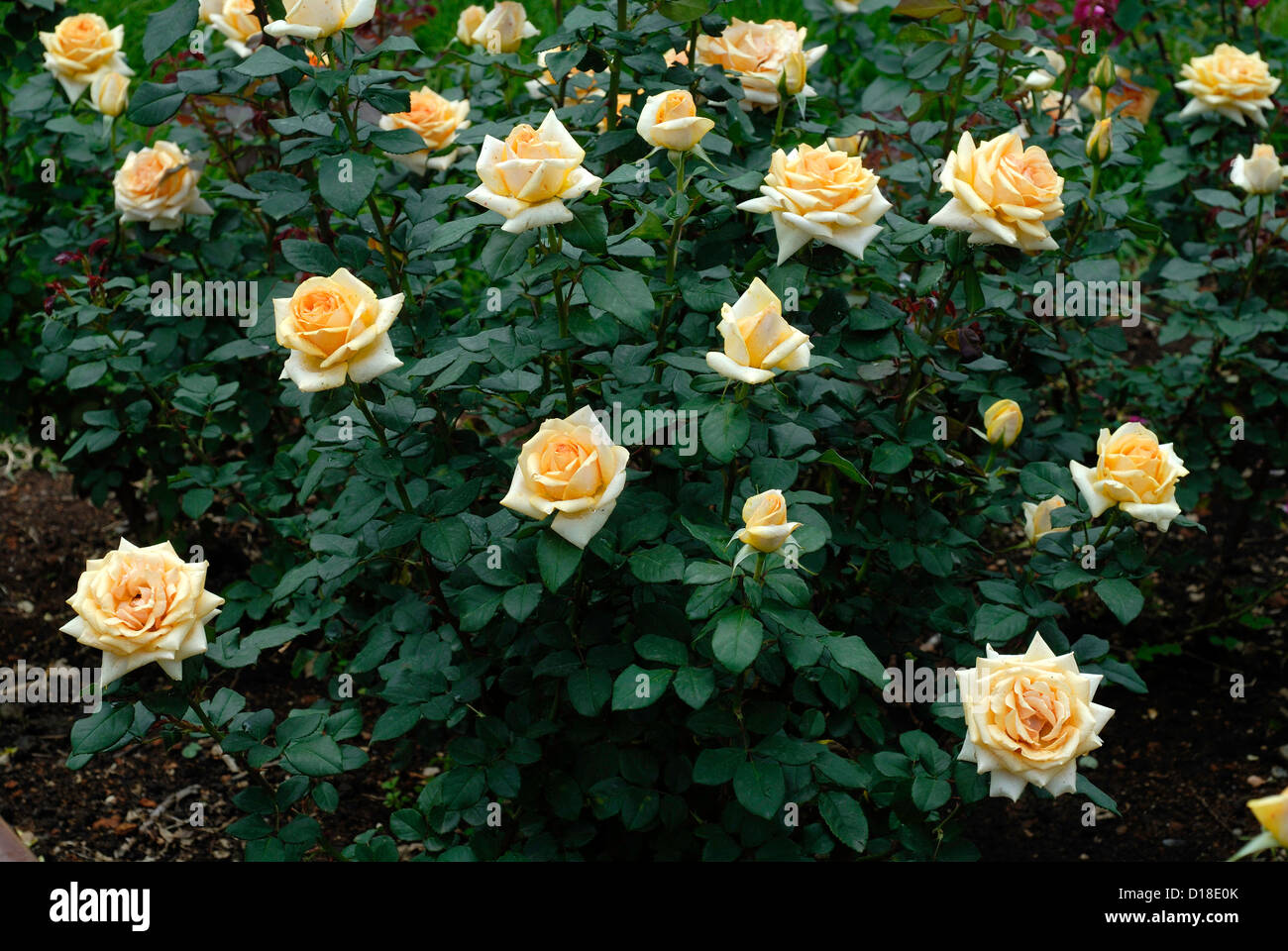Golden Jubilee- Rose flowers in Ooty garden ,Tamil Nadu ...
