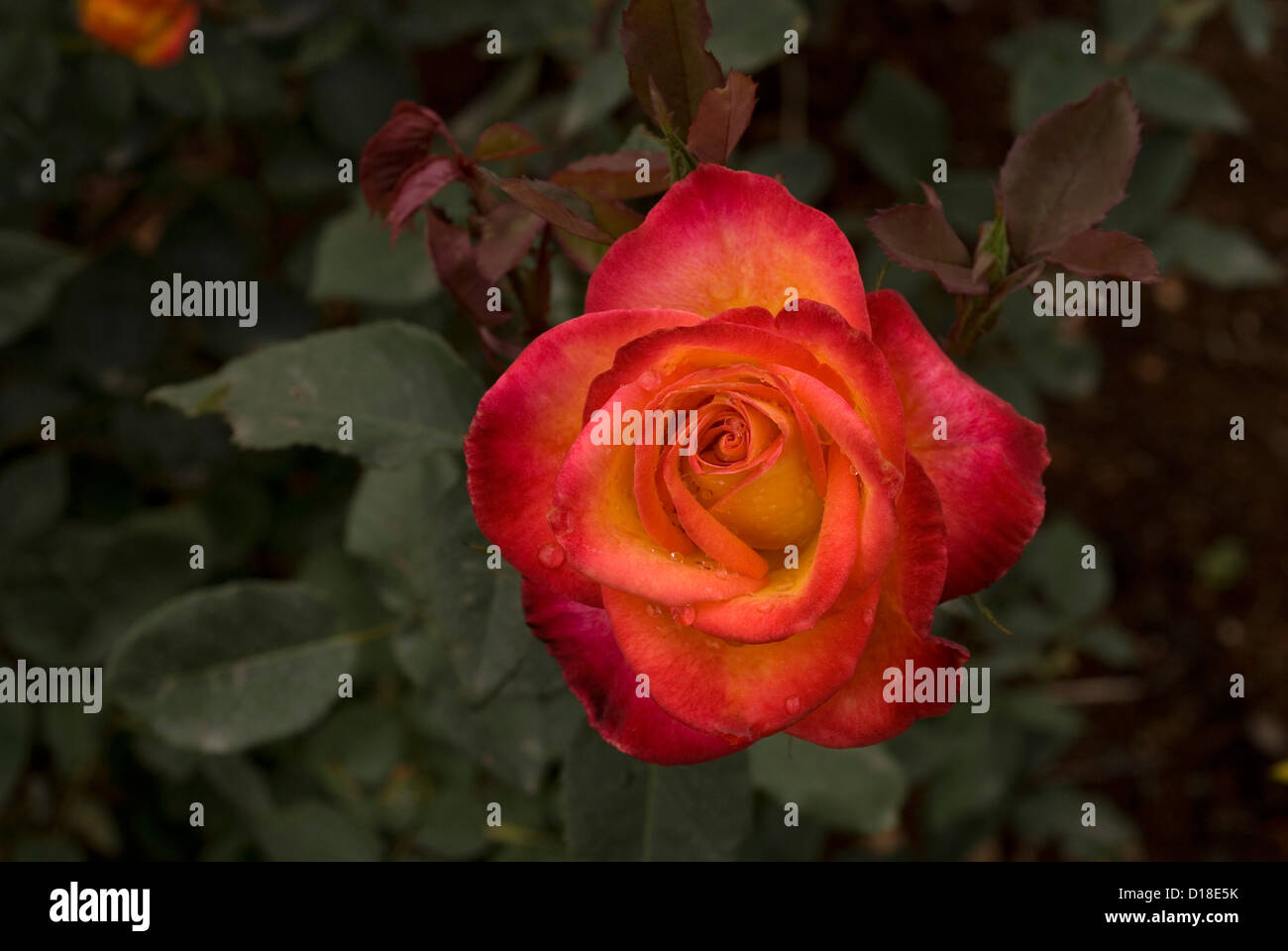 Atida Rose flower in Ooty garden ,Tamil Nadu,India Stock Photo Alamy