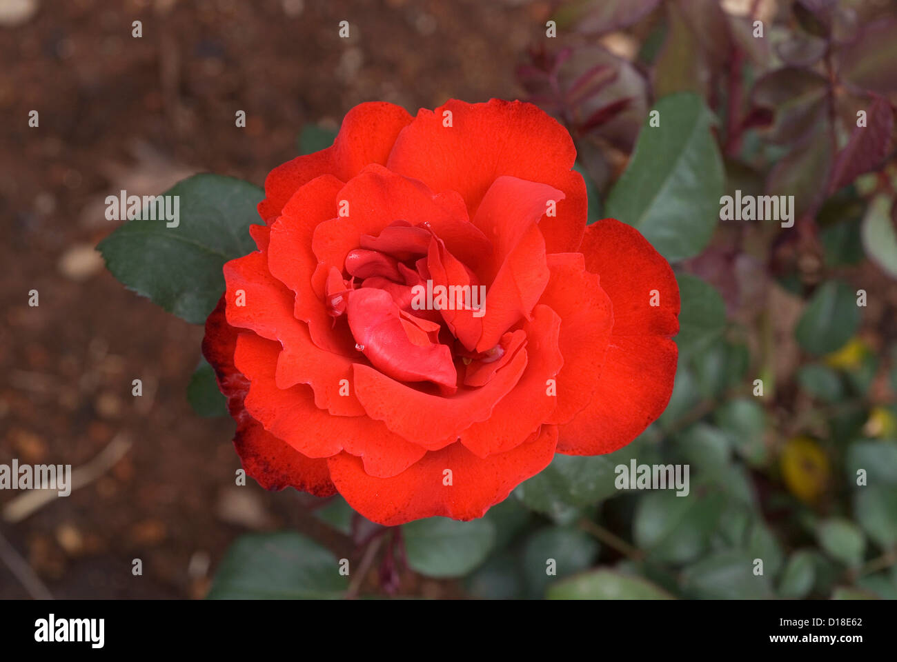 Grand Master Piece Rose flower in Ooty garden ,Tamil Nadu,India Stock