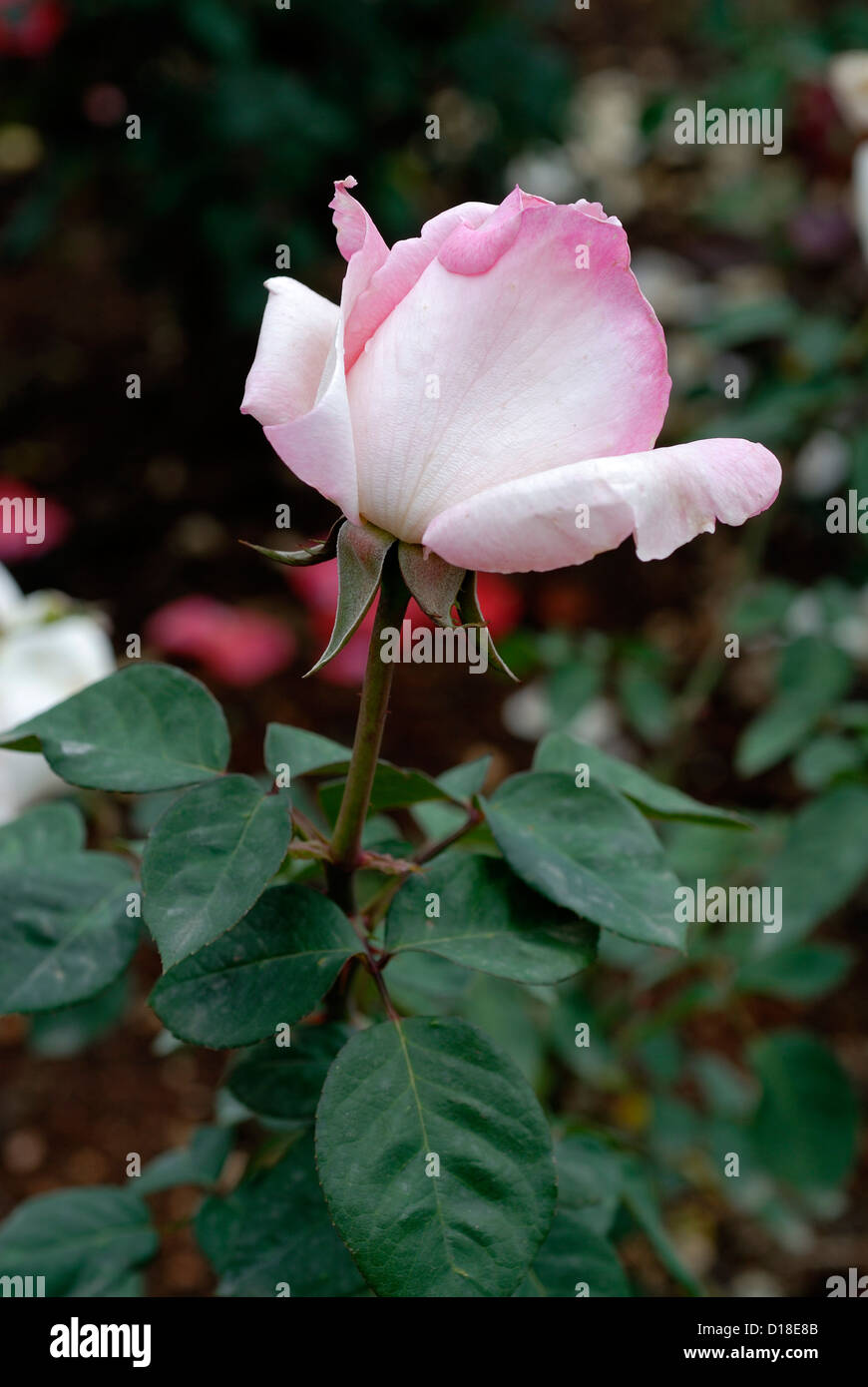 Rose Flower In Ooty Garden Tamil Nadu India Stock Photo Alamy