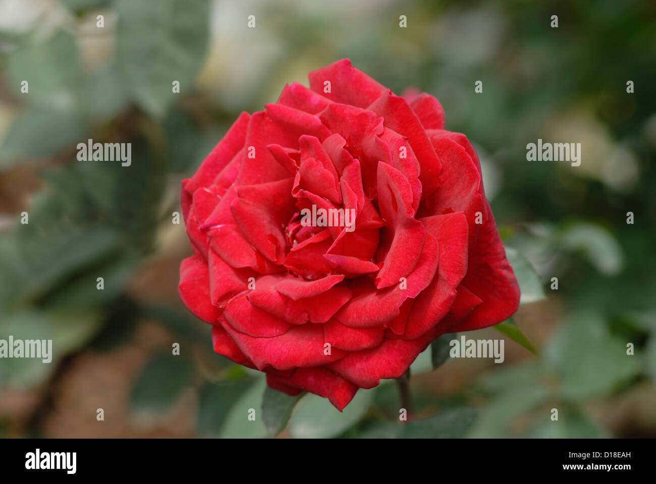 Macmota Rose flower in Ooty garden ,Tamil Nadu,India Stock Photo Alamy