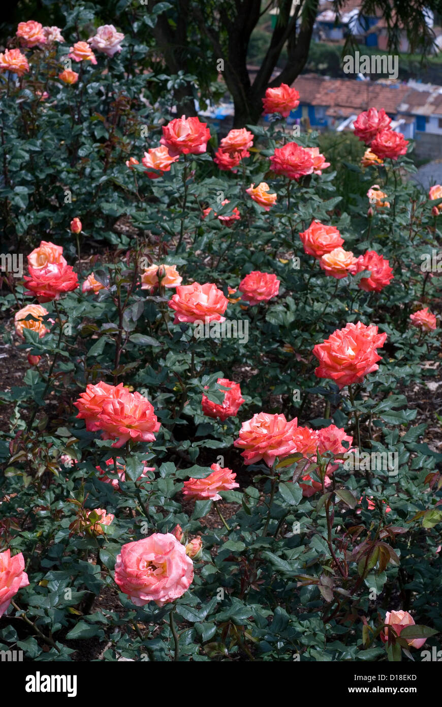 ocho- rose flowers in ooty garden ,tamil nadu,india stock photo