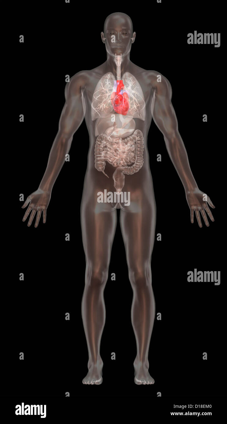 Computer graphic illustration, normal male anatomy Stock Photo