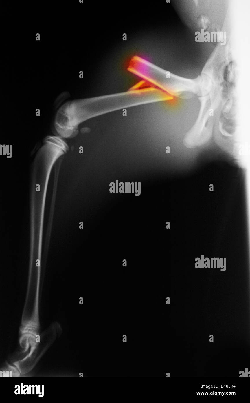 X-ray of a bobcat with a fractured femur Stock Photo