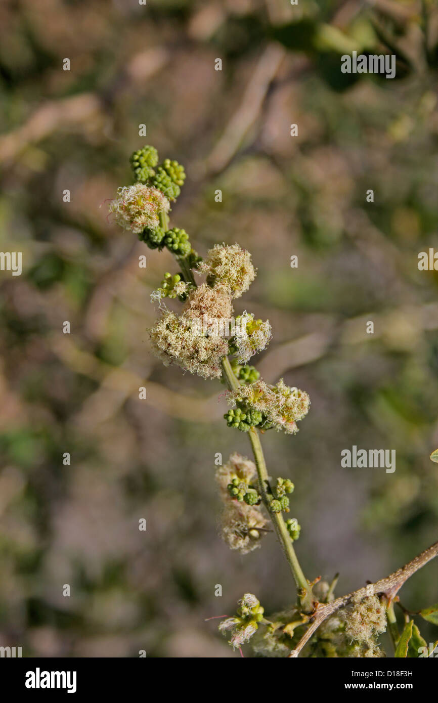 Acacia leucophloea Stock Photo