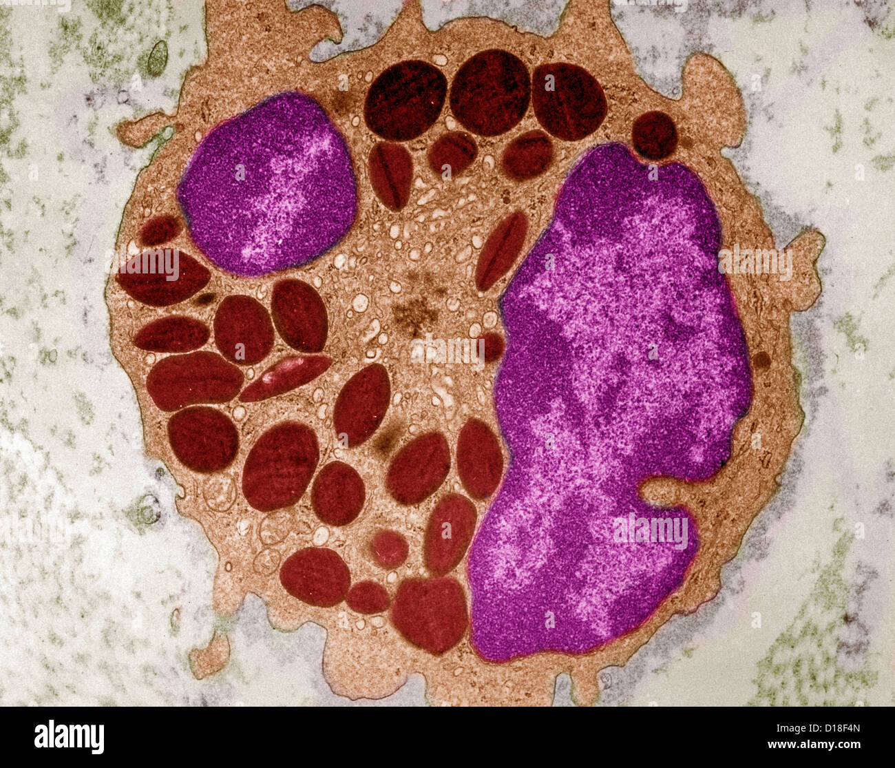 Photomicrograph of canine eosinphil Stock Photo