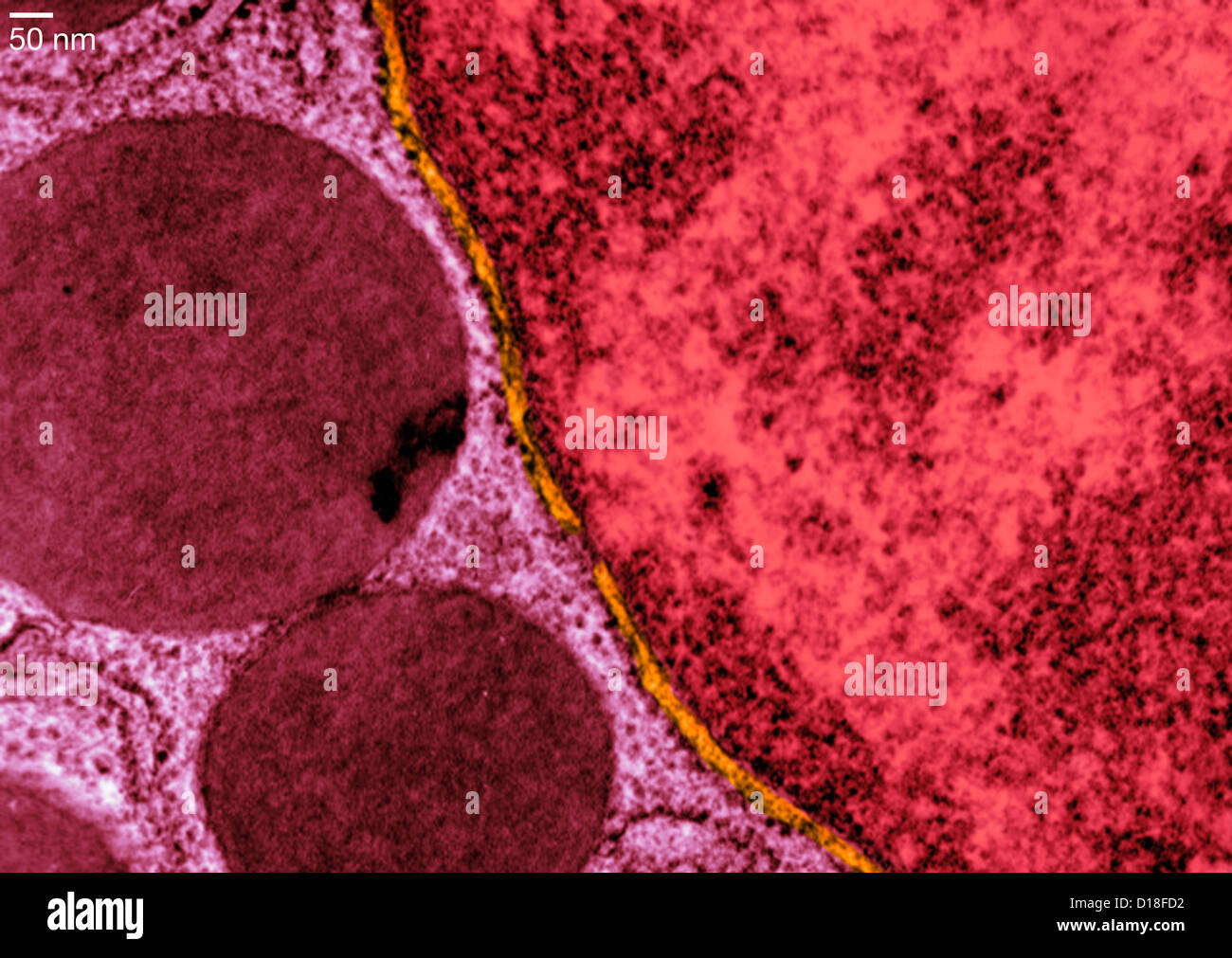 Endoplasmic reticulum hires stock photography and images Alamy