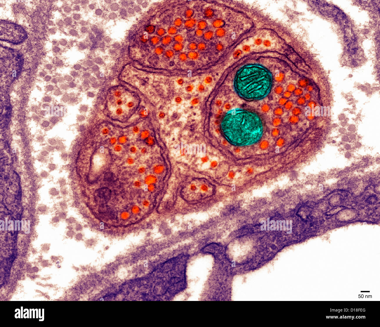 realistic animal cell