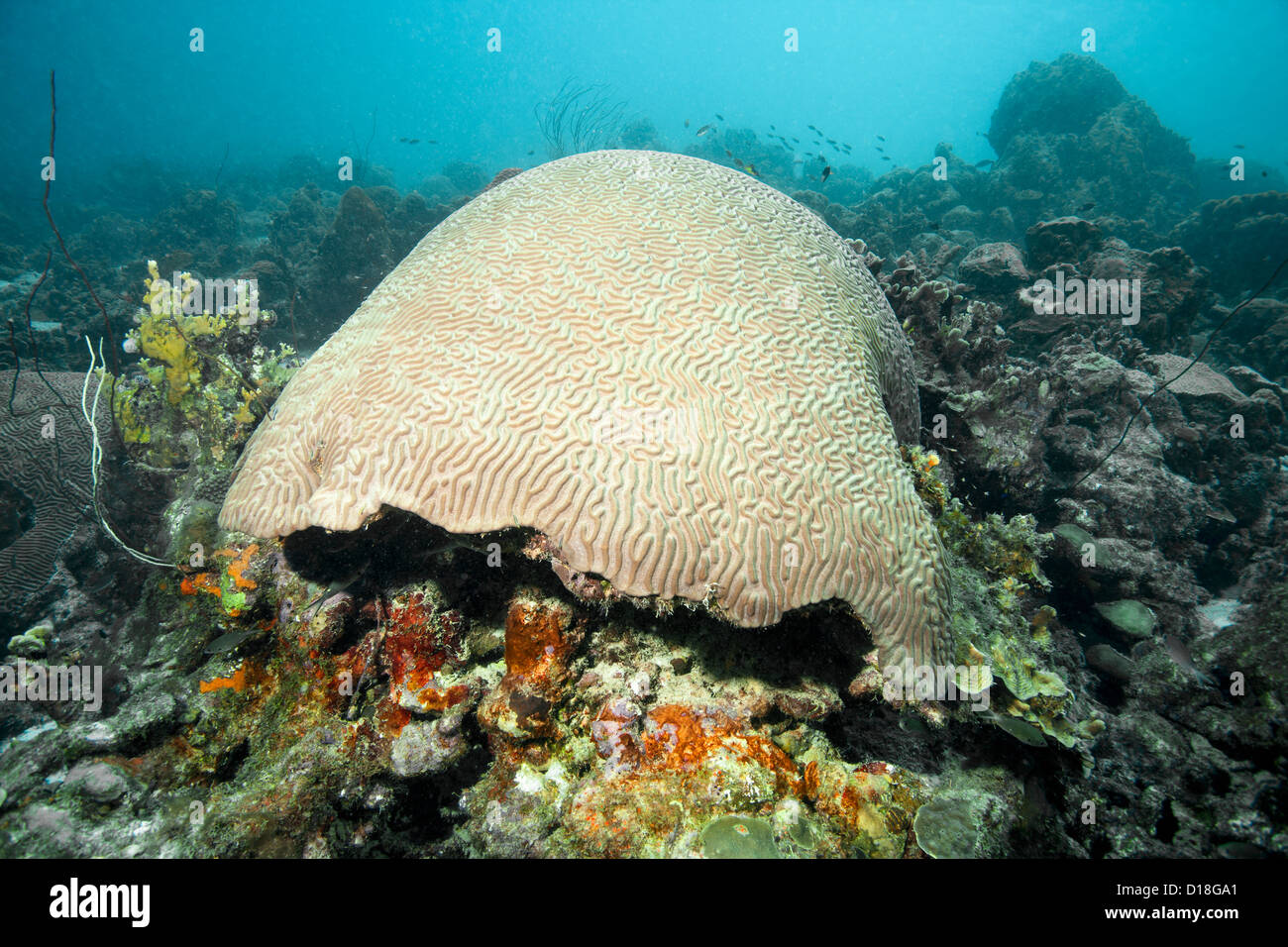 Brain coral at underwater reef Stock Photo Alamy