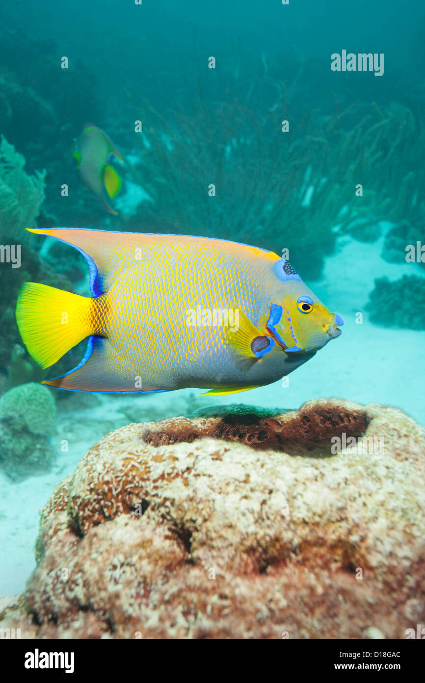Angelfish swimming at underwater reef Stock Photo