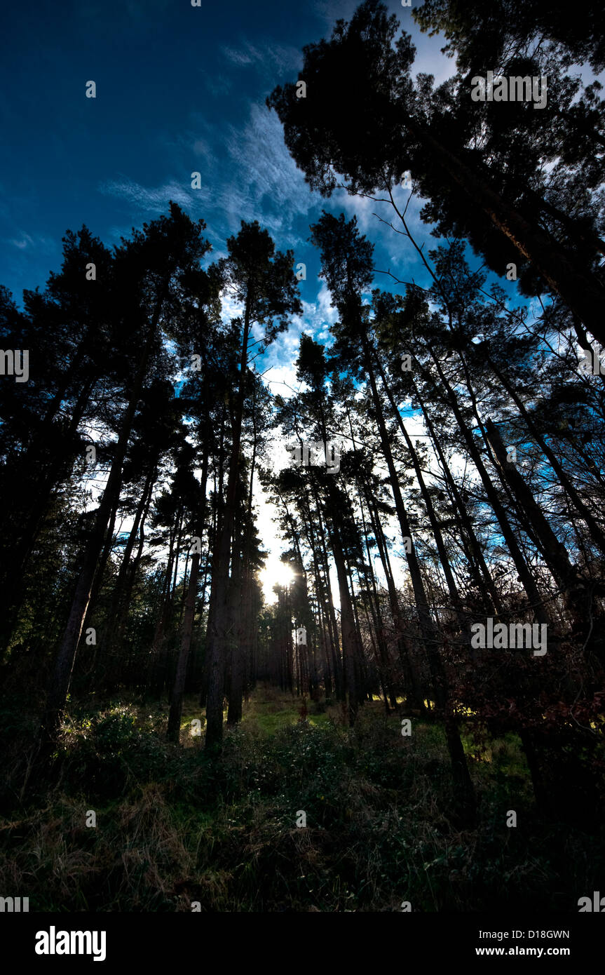 Scots Pine trees Thetford forest forestry  commission Stock Photo