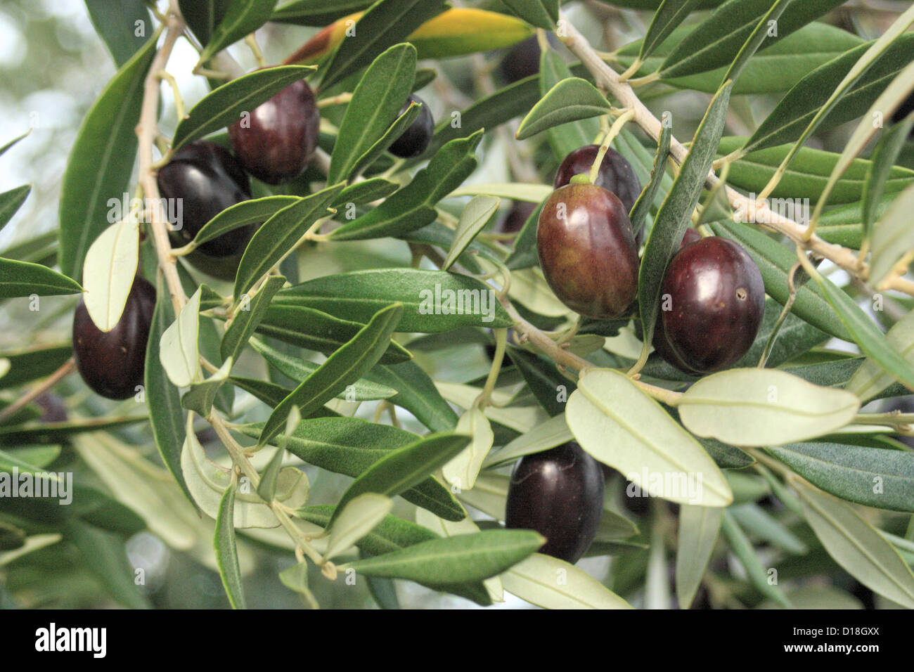 Olives and leafs on a branch Stock Photo