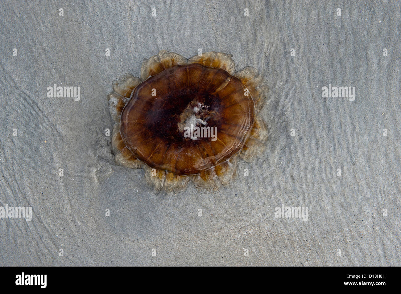 Stranded Jelly Fish on beach. Isle of Tiree. Stock Photo