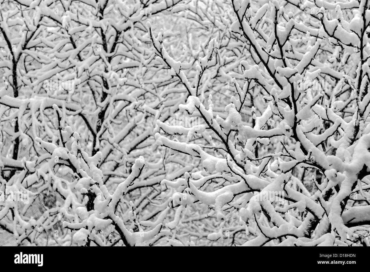 Background of tree branches covered under thick snow Stock Photo - Alamy