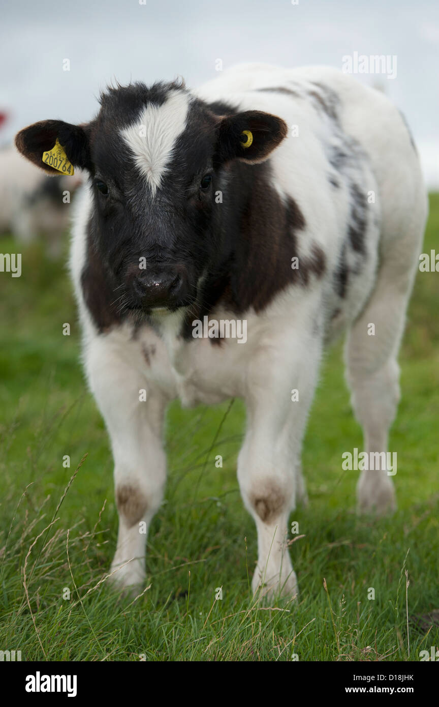 Beef suckler calf in pasture. Isle of Tiree, Scotland Stock Photo