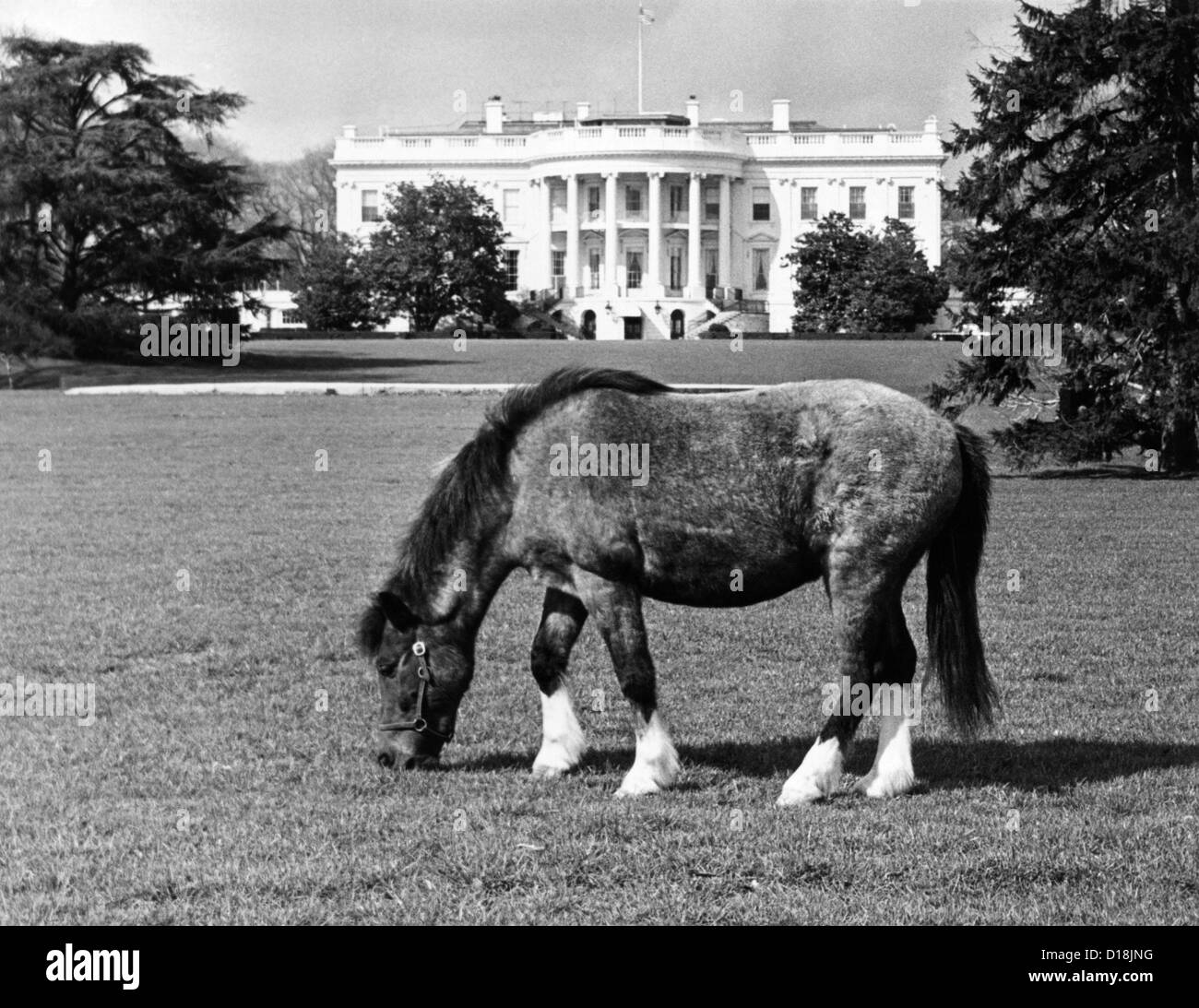 Caroline Kennedy's pony 'Macaroni' pastures on the White House lawn. March 16, 1962. (CSU ALPHA 940) CSU Archives/Everett Stock Photo
