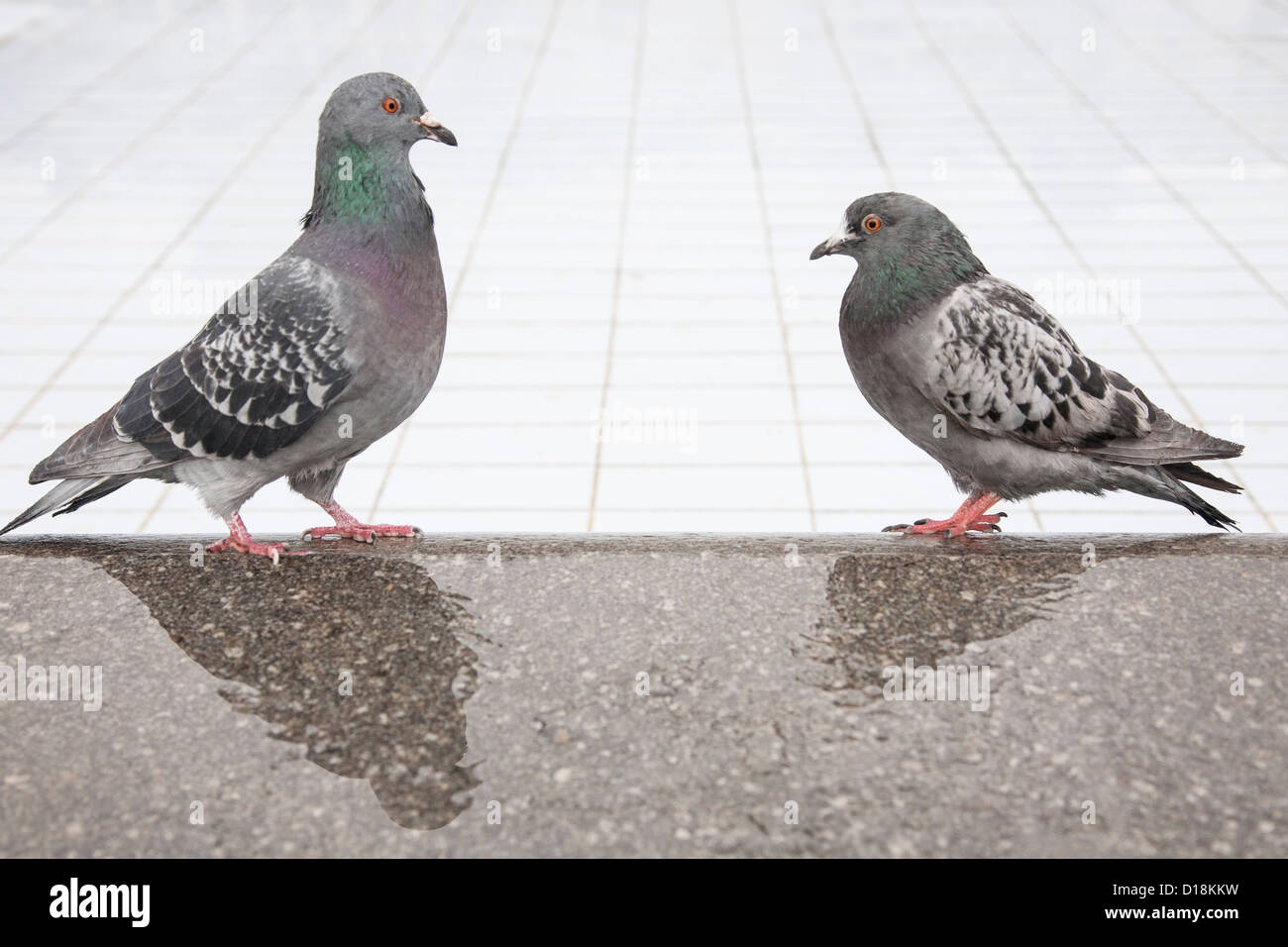 two pigeons facing each other standing on a wet wall Stock Photo