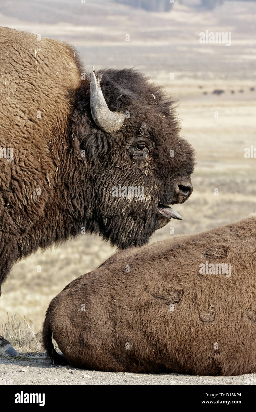 A bull American Bison standing over and protecting a female during the annual rut Stock Photo