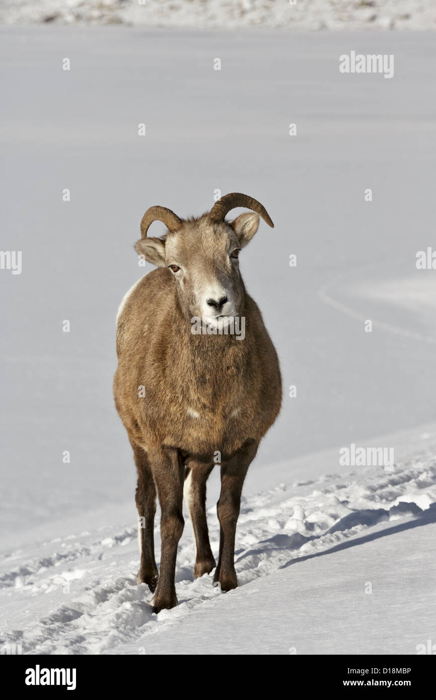 Bighorn Sheep female standing in the snow Stock Photo