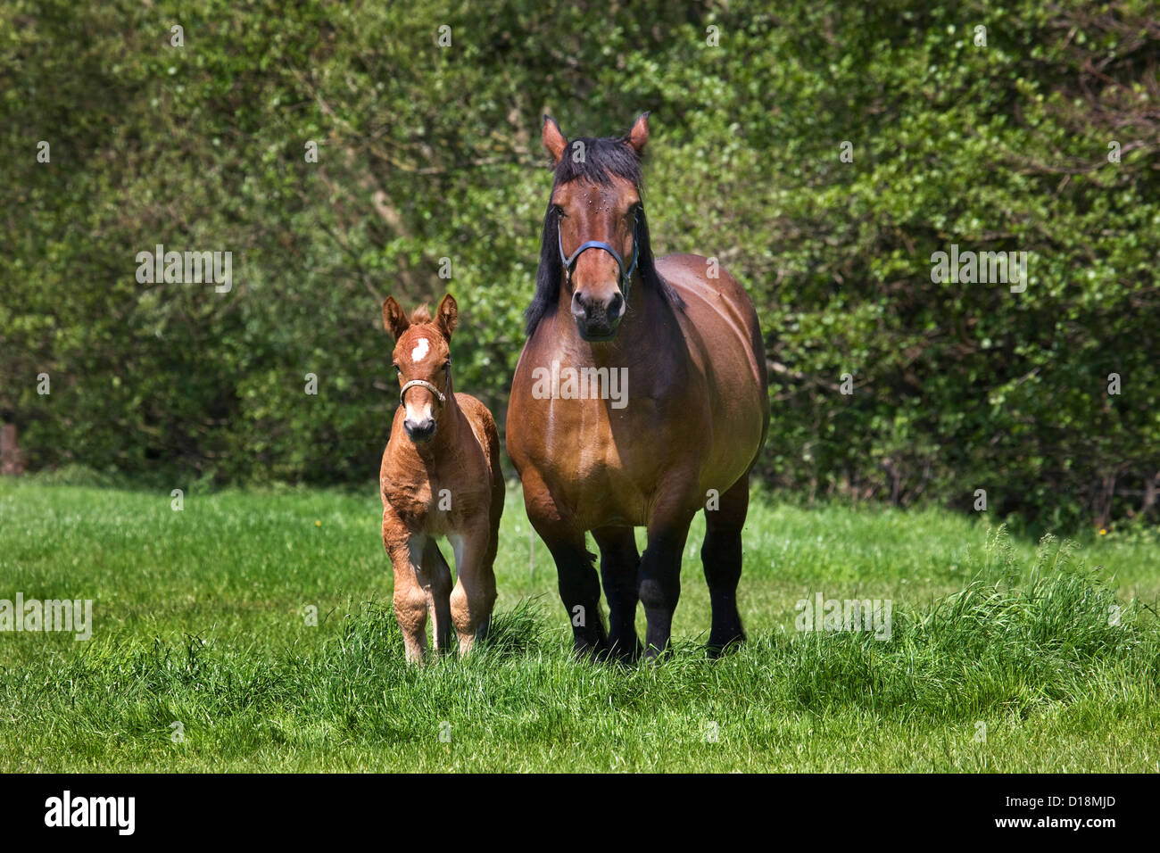 Foal and mare Belgian draft horse / Belgian Heavy Horse / Brabançon / Brabant, draft horse breed in Belgium Stock Photo