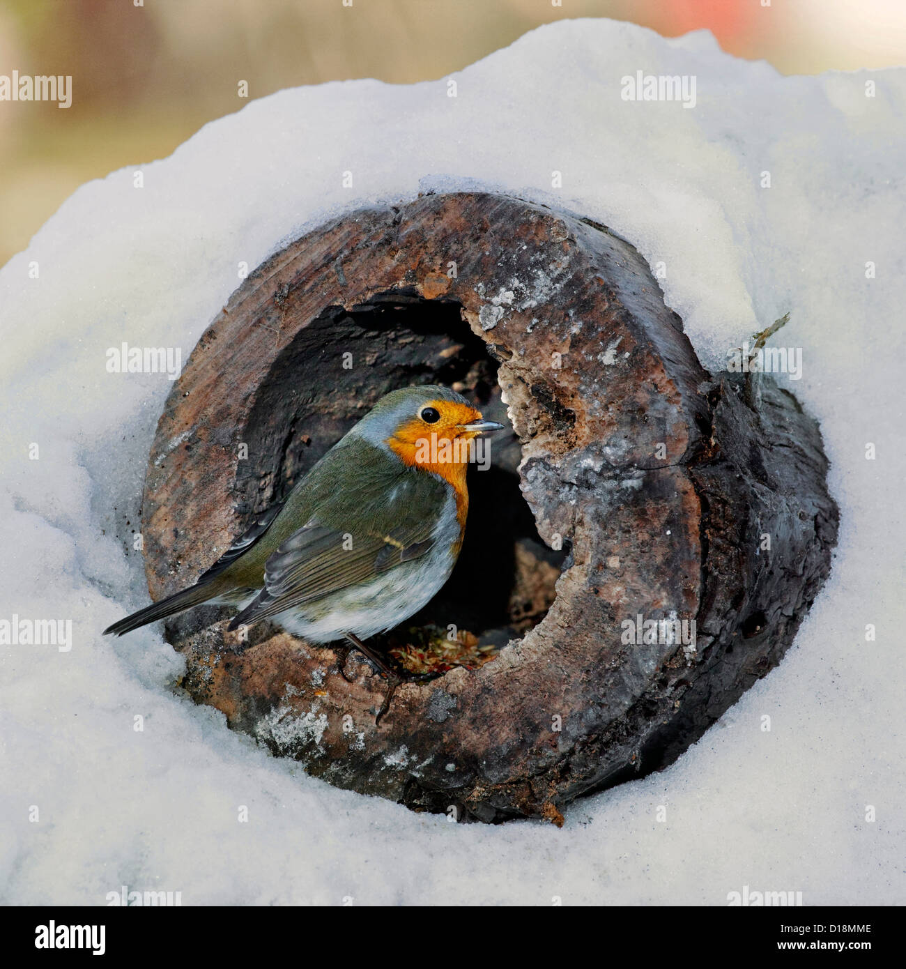European Robin (Erithacus rubecula) looking for food in hollow tree in the snow in winter Stock Photo