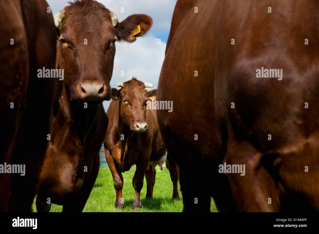 The cattle breed Belgian Red is a breed from West Flanders in Belgium Stock Photo