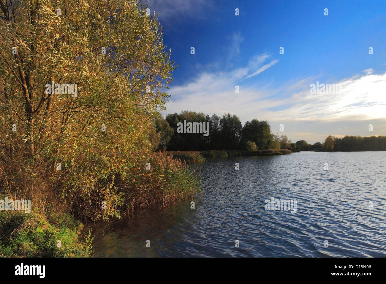 Willow tree, river Nene, Peterborough, Cambridgeshire, England, UK