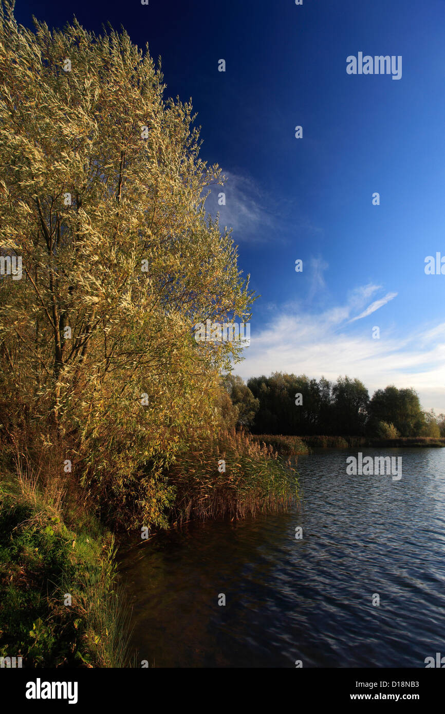 Willow tree, river Nene, Peterborough, Cambridgeshire, England, UK