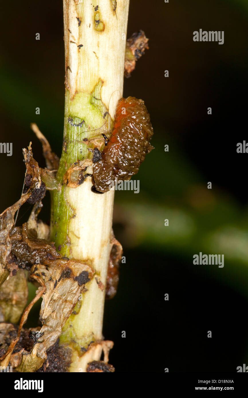 Asiatic Lily Beetle Stock Photo Alamy